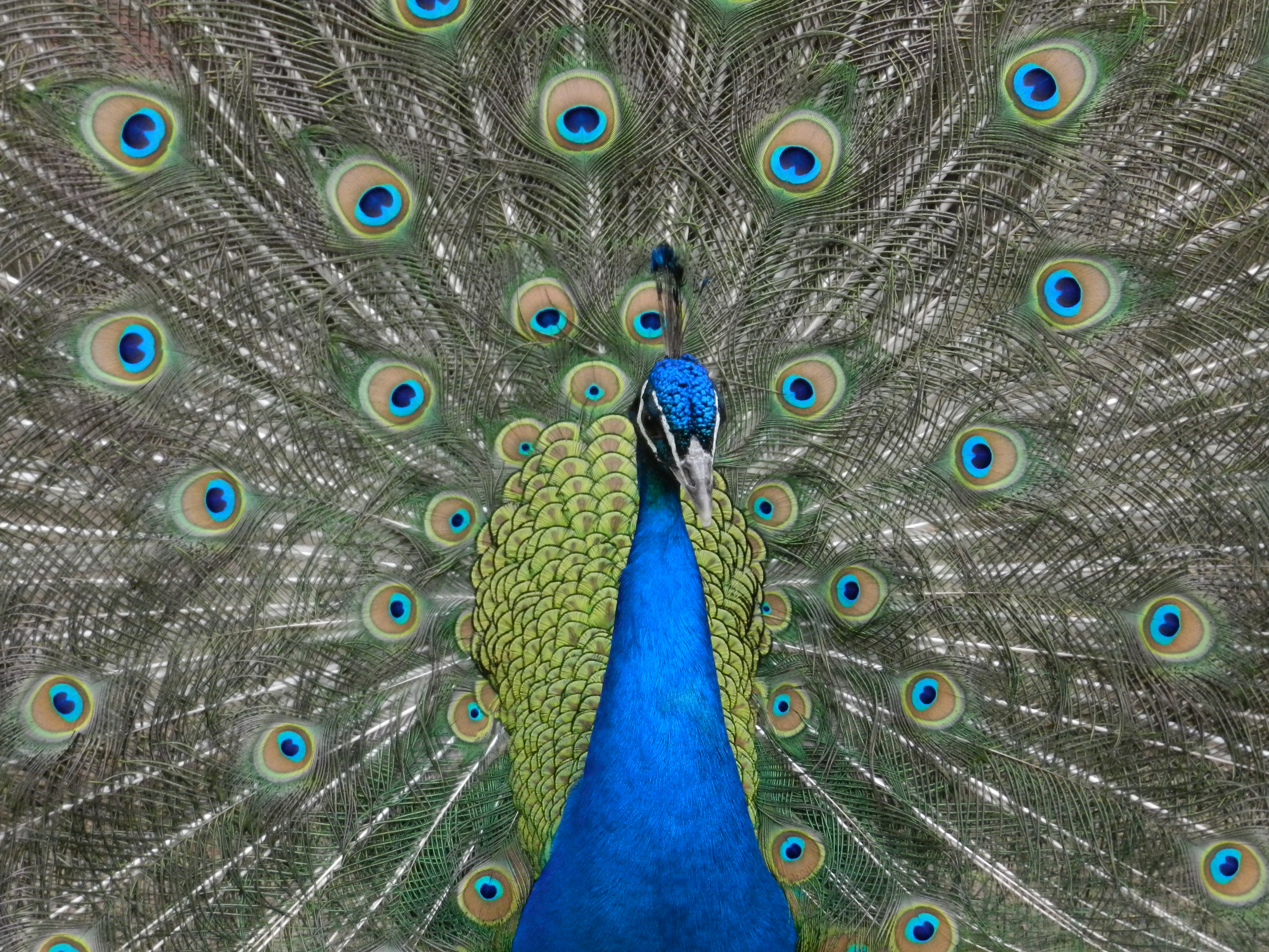 peacock in waterloo